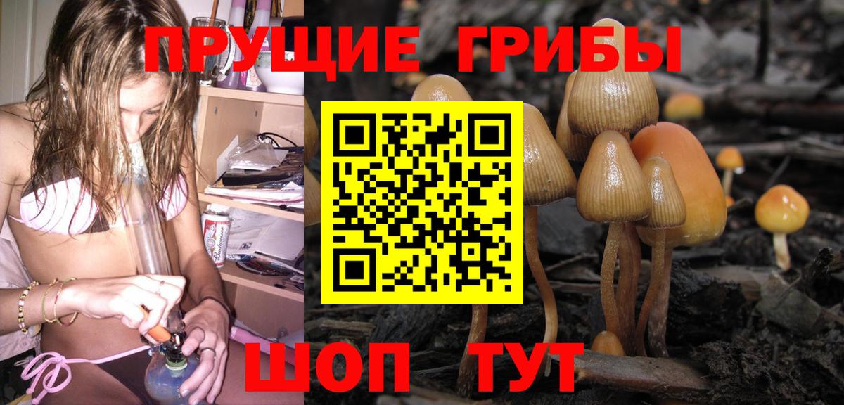 Ярославль  Галлюциногенные грибы Psilocybine cubensis  Вход с VPN 